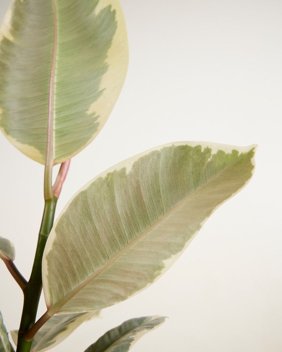 Ficus Rubber tree plant Tineke