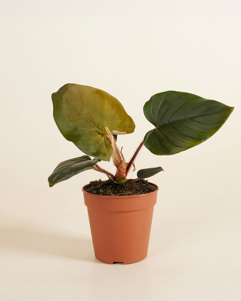 Philodendron Squamicaule Red