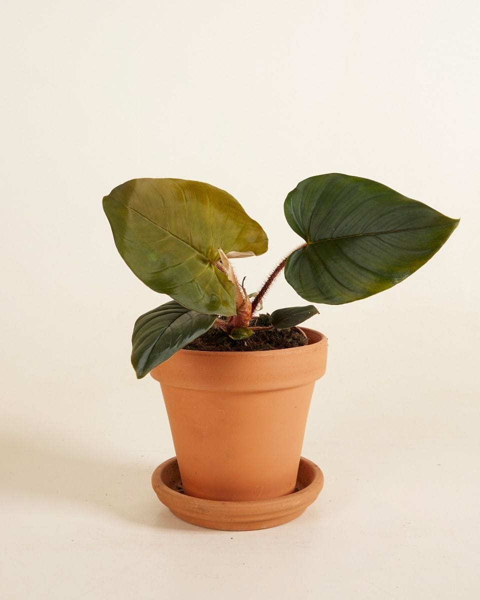 Philodendron Squamicaule Red