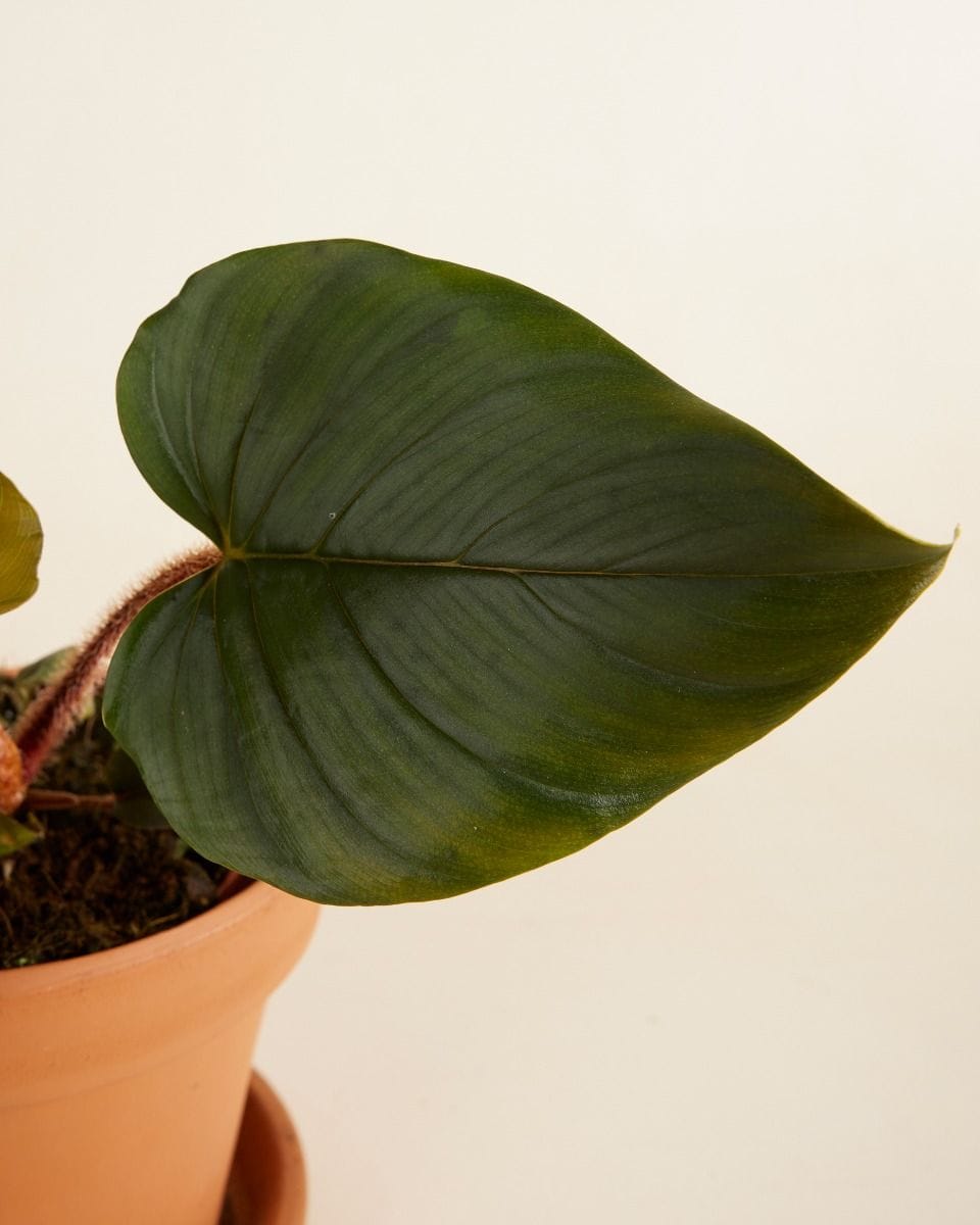 Philodendron Squamicaule Red