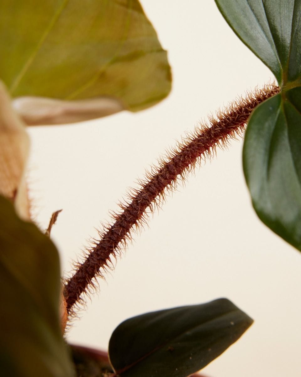 Philodendron Squamicaule Red