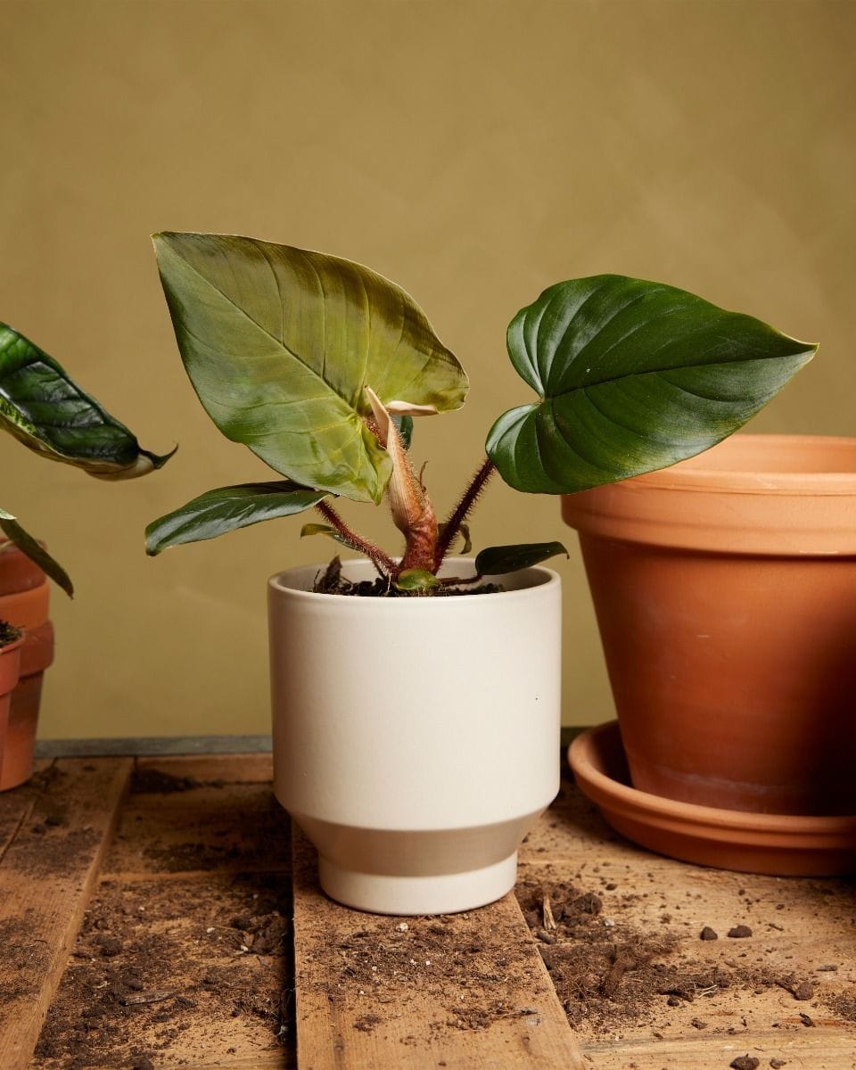 Philodendron Squamicaule Red