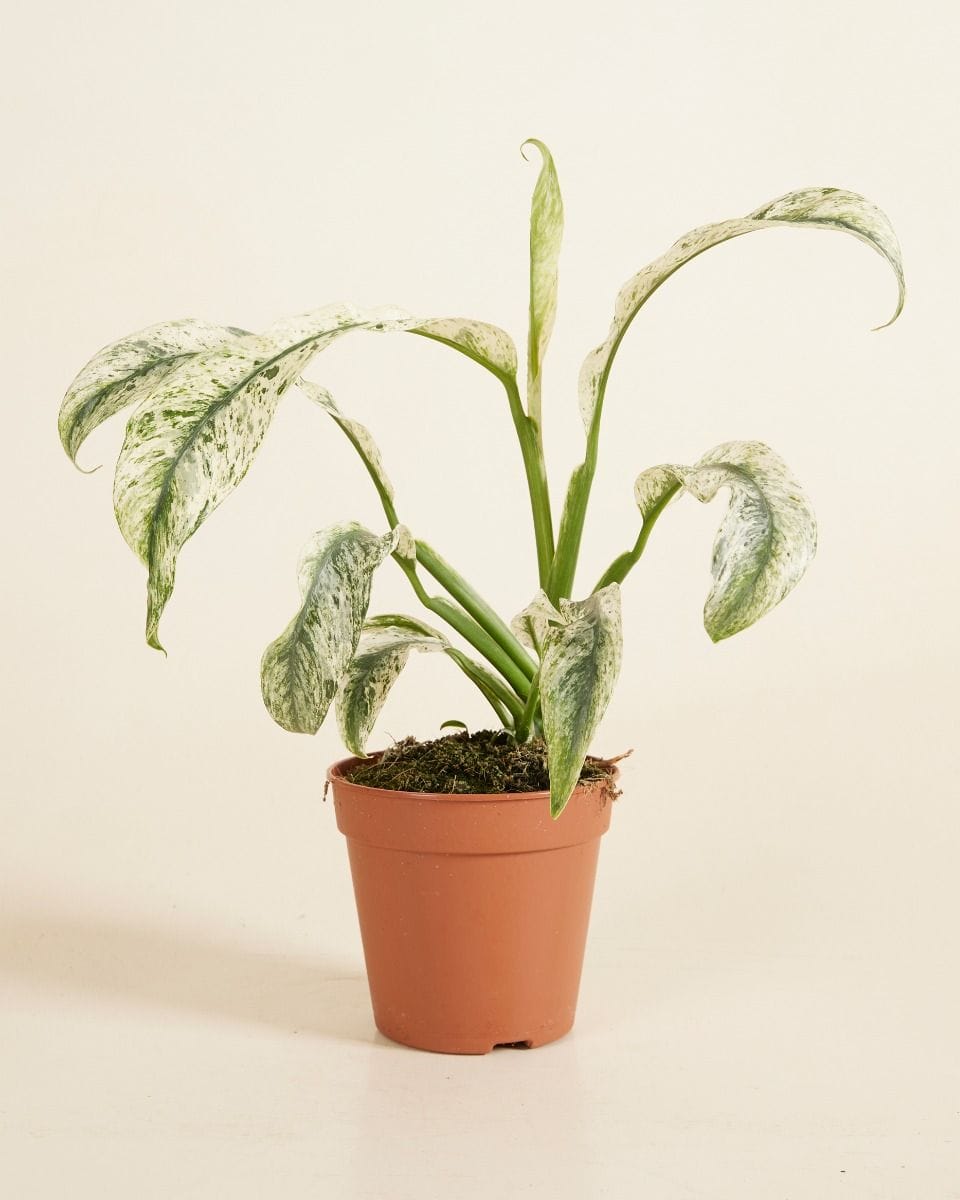 Rhaphidophora Puberula Variegata