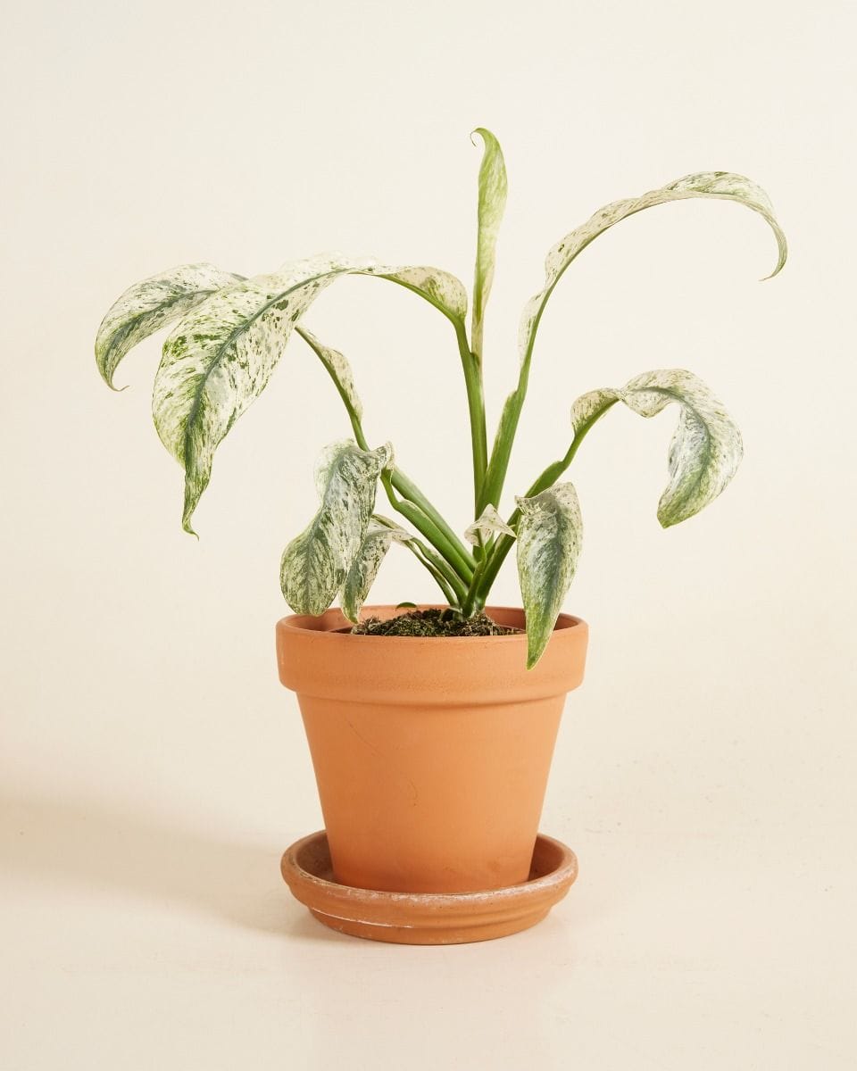 Rhaphidophora Puberula Variegata
