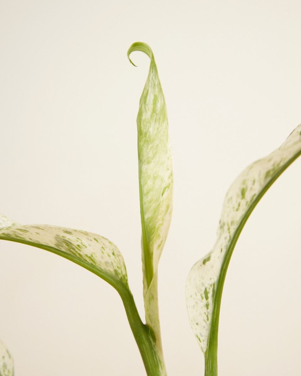 Rhaphidophora Puberula Variegata