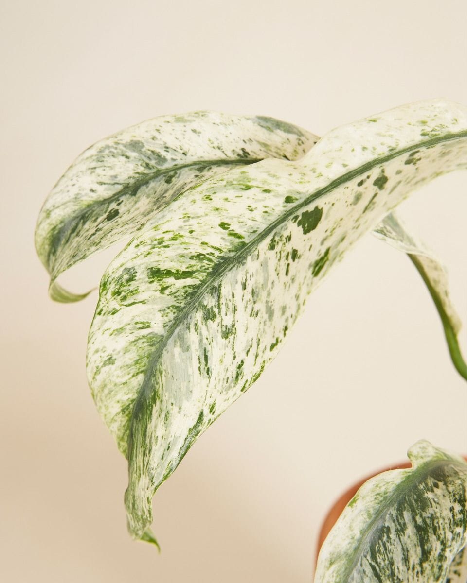 Rhaphidophora Puberula Variegata