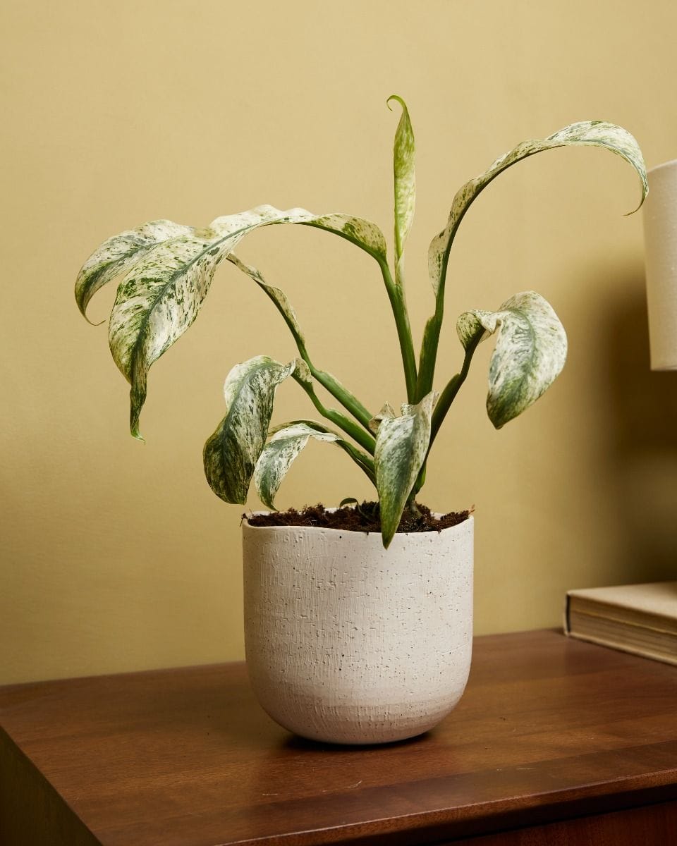 Rhaphidophora Puberula Variegata
