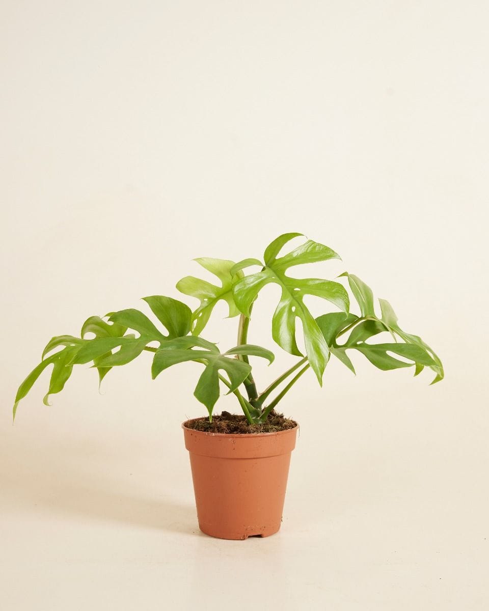 Rhaphidophora Tetrasperma Goldrush