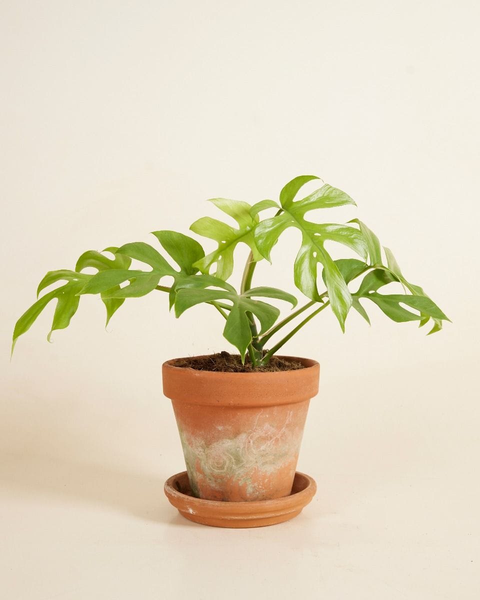 Rhaphidophora Tetrasperma Goldrush