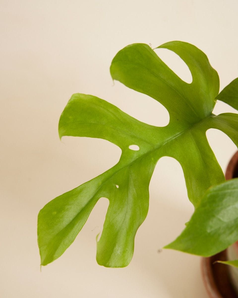 Rhaphidophora Tetrasperma Goldrush