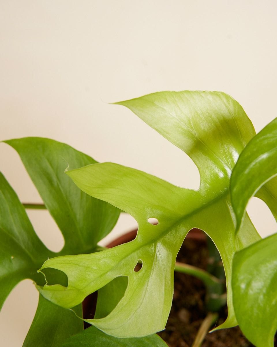 Rhaphidophora Tetrasperma Goldrush