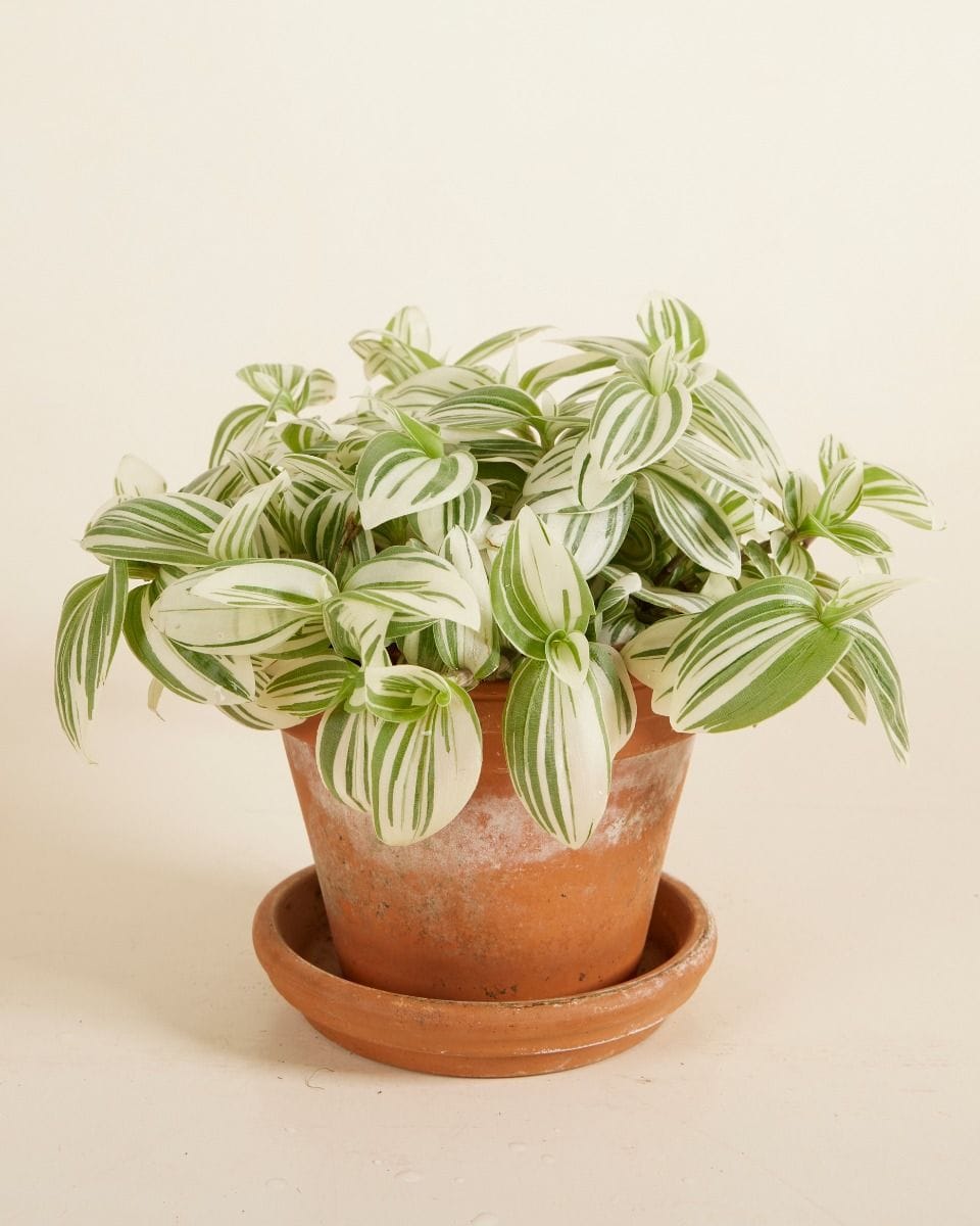 Tradescantia Fantasy Venice Brightness