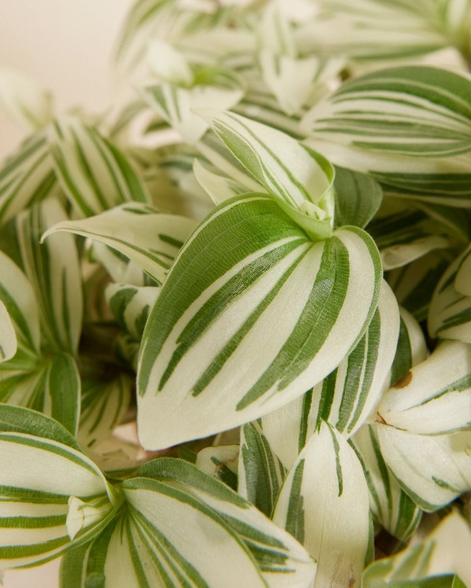 Tradescantia Fantasy Venice Brightness