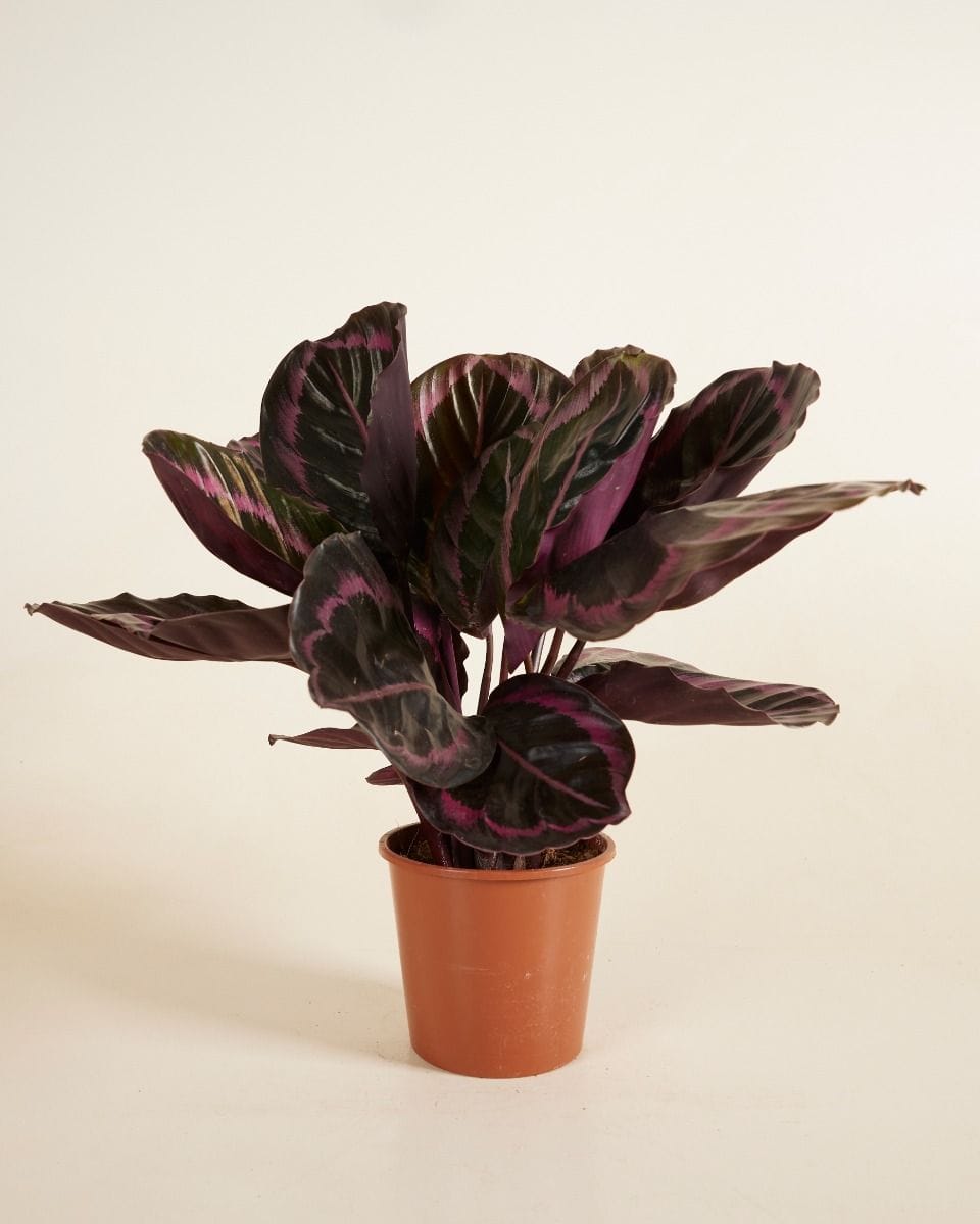 Calathea Prayer plant Roseopicta Surprisestar