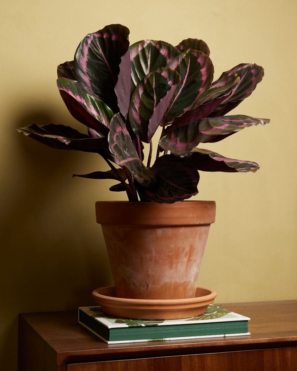 Calathea Prayer plant Roseopicta Surprisestar