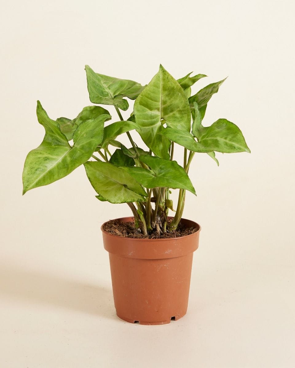 Syngonium Arrowhead plant Arrow