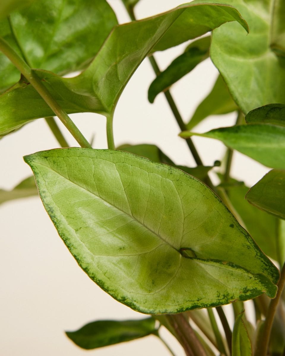Syngonium Arrowhead plant Arrow