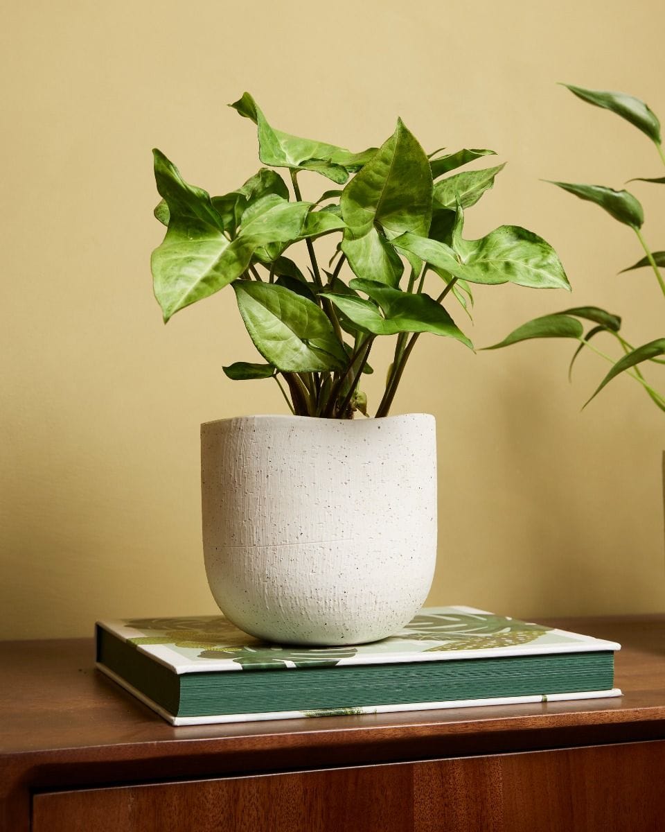 Syngonium Arrowhead plant Arrow