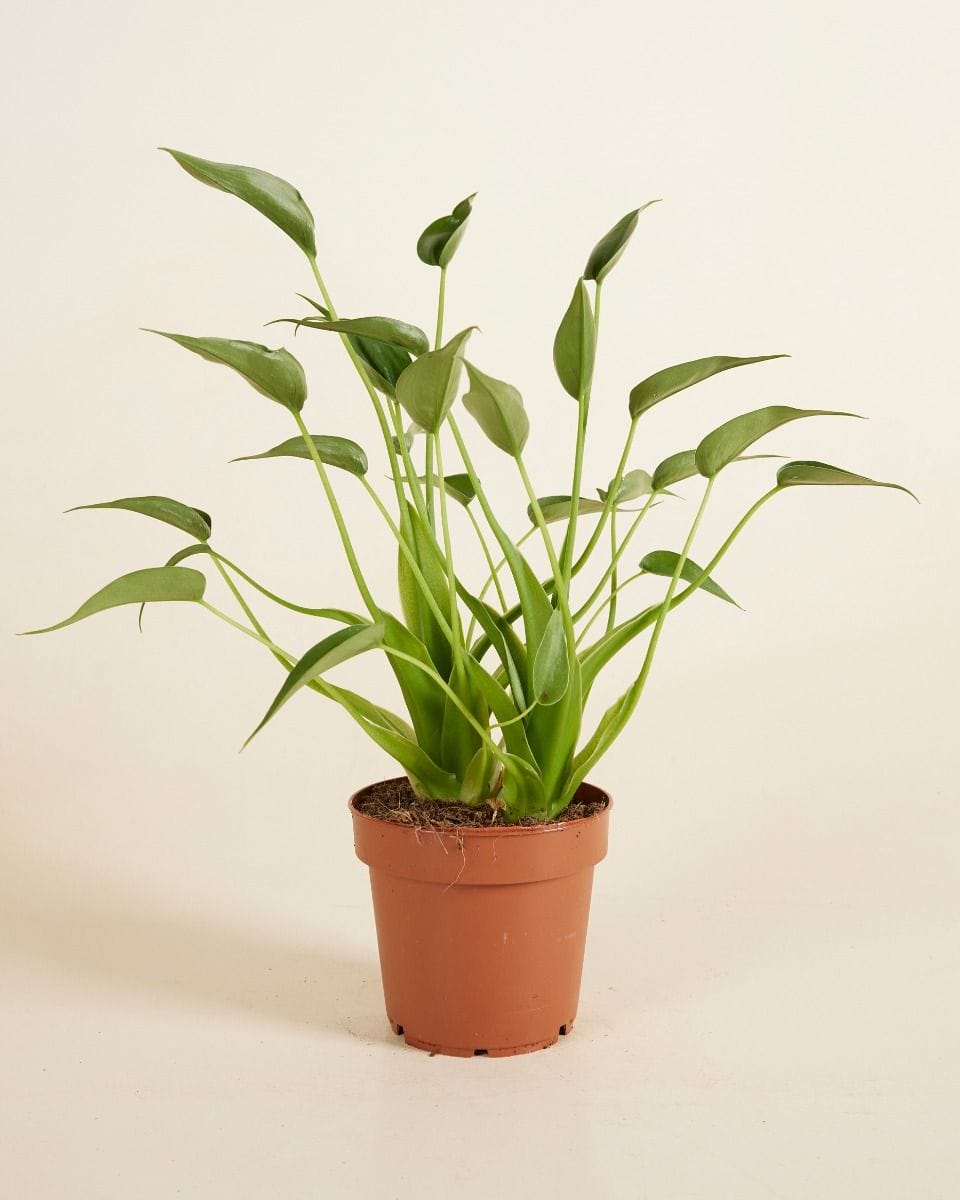 Alocasia Elephant Ear Dancer