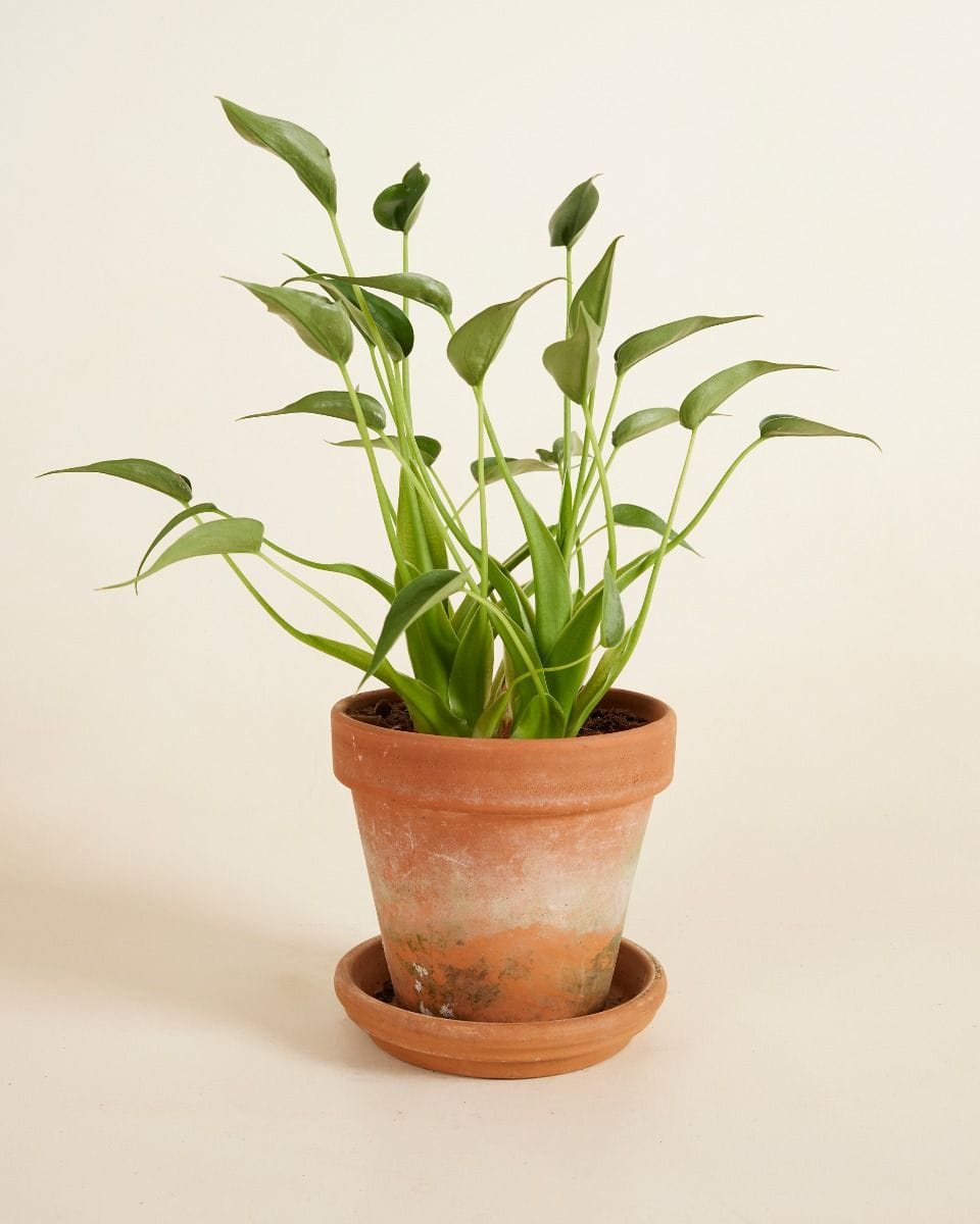 Alocasia Elephant Ear Dancer