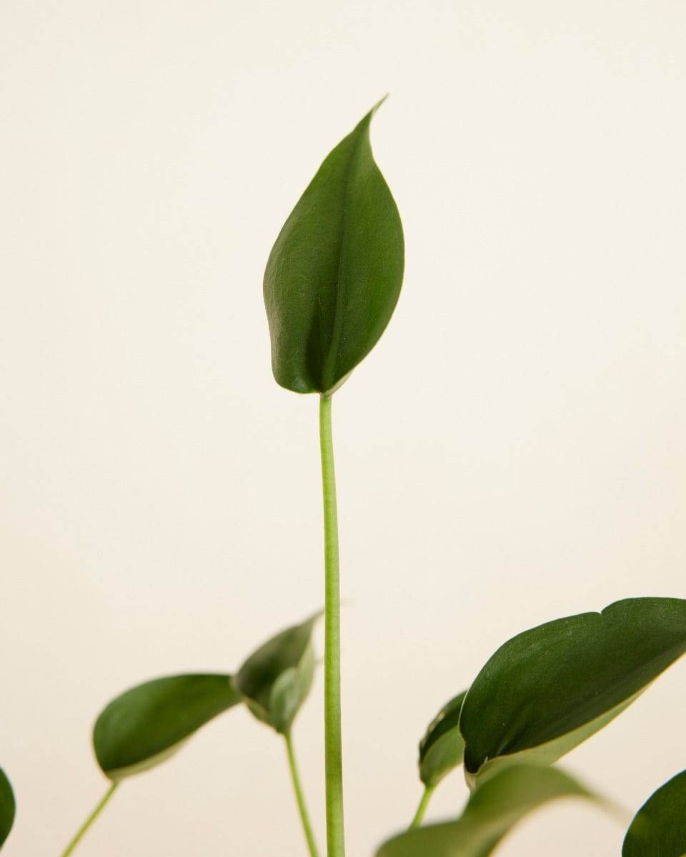 Alocasia Elephant Ear Dancer