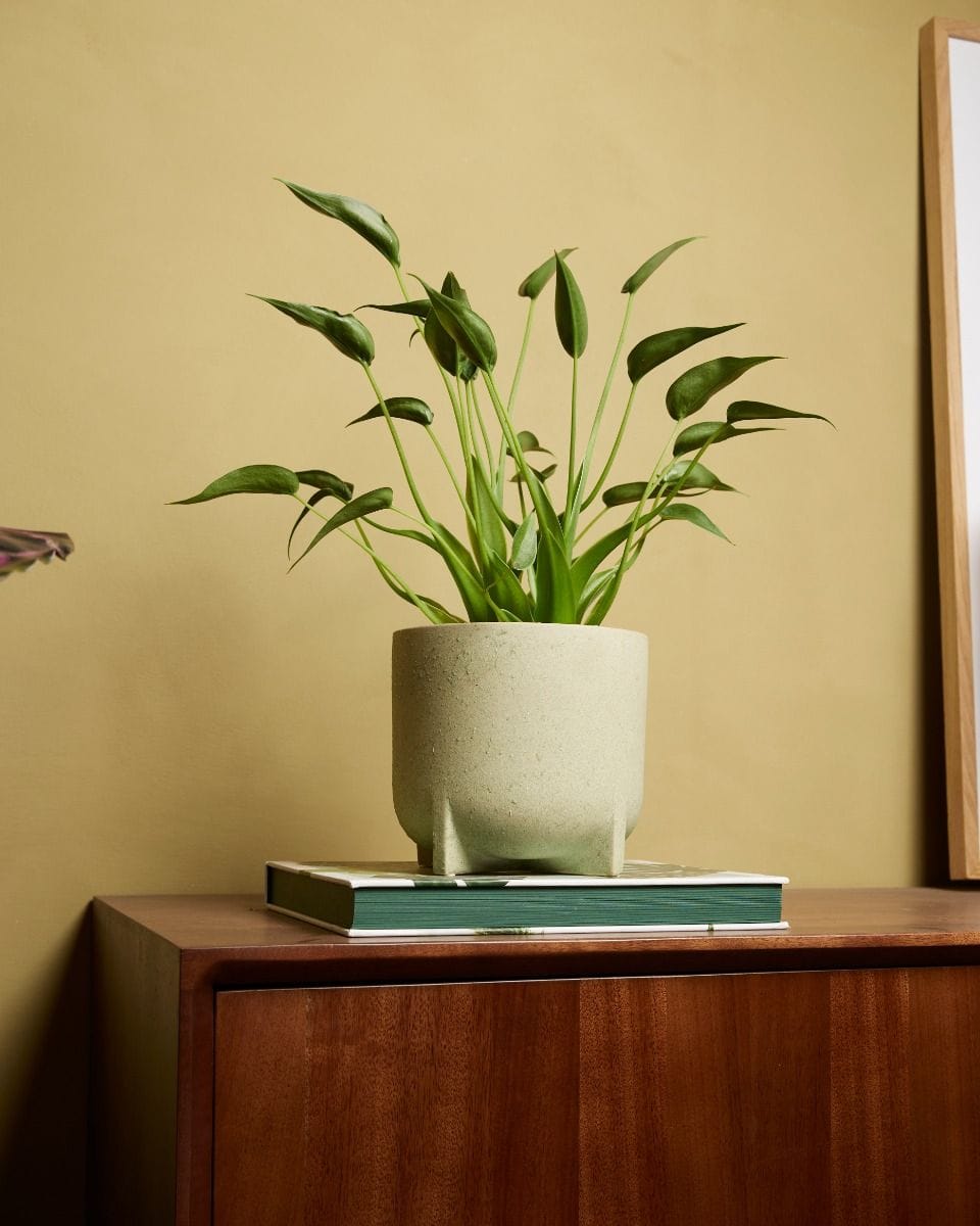 Alocasia Elephant Ear Dancer
