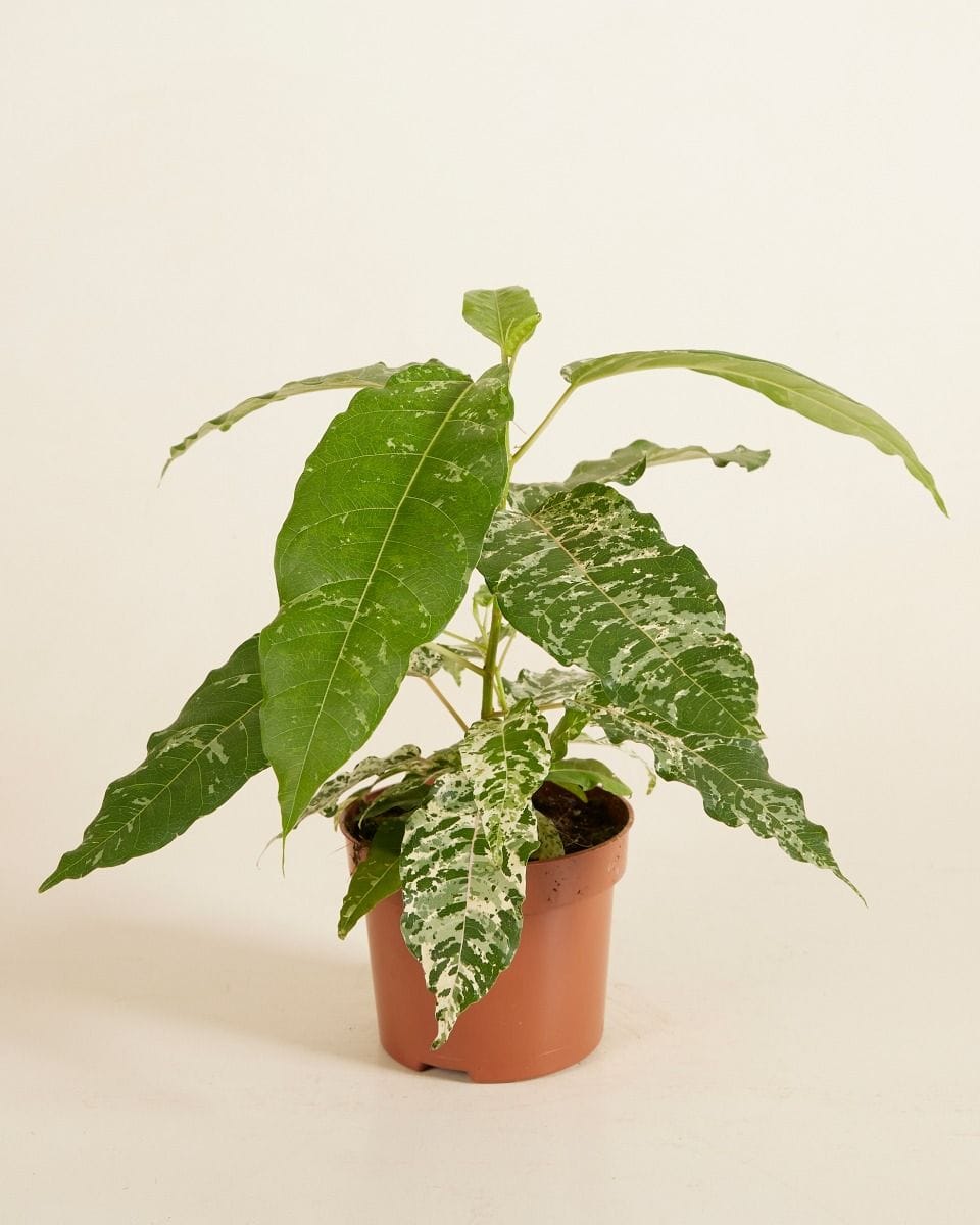Ficus Snowstorm