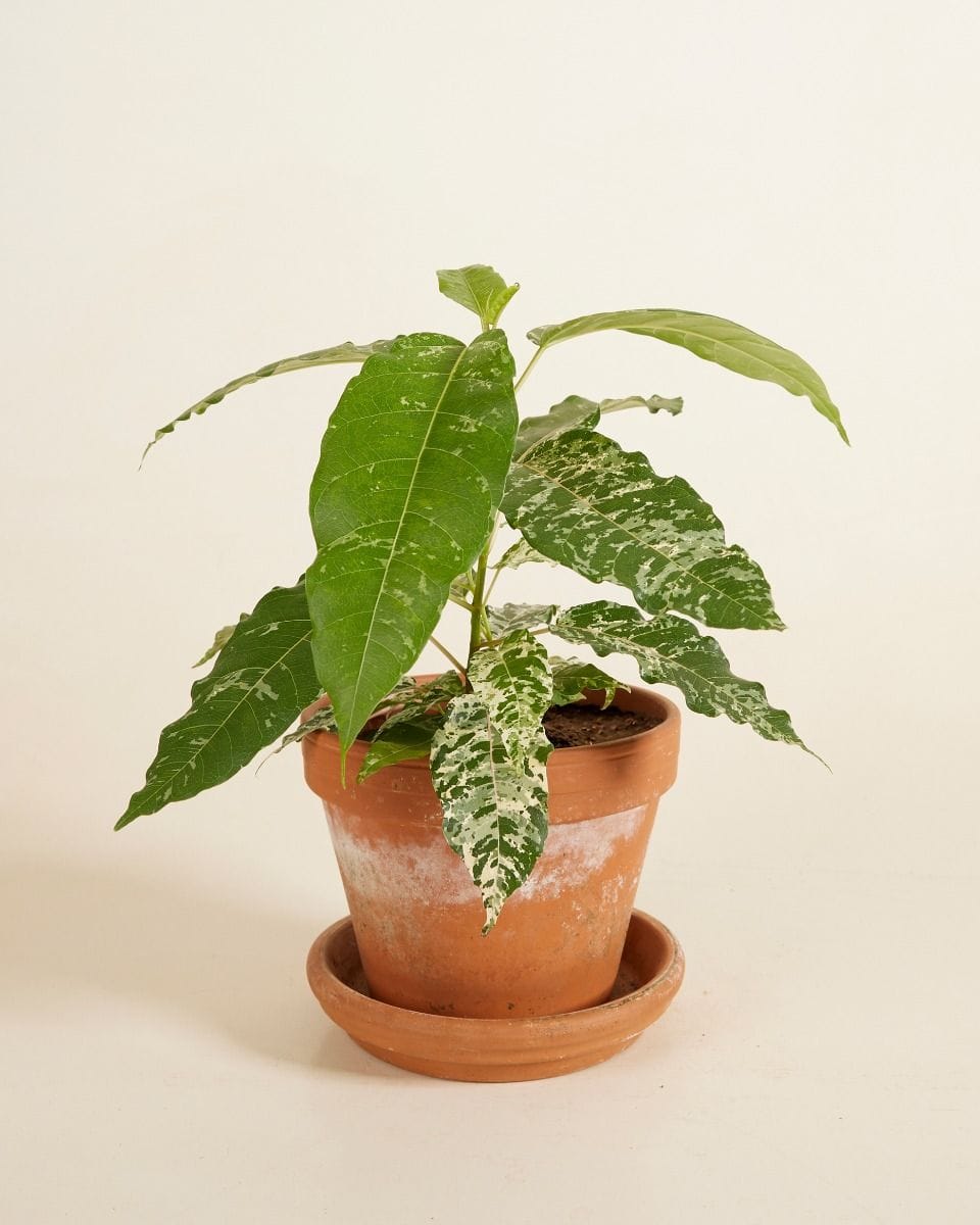 Ficus Snowstorm