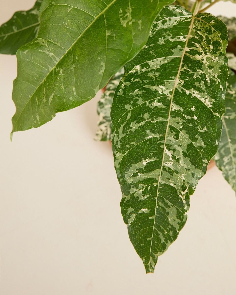 Ficus Snowstorm