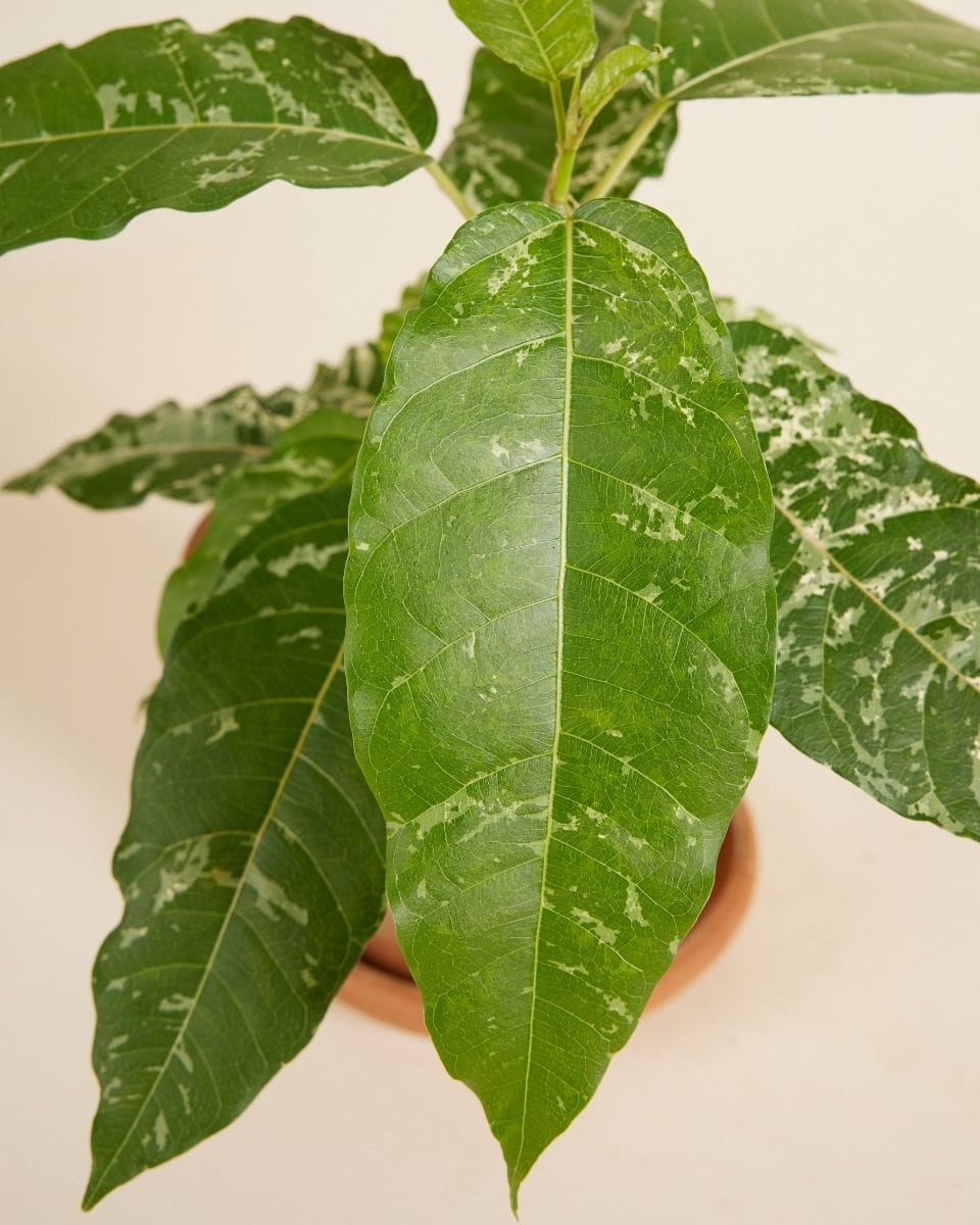 Ficus Snowstorm