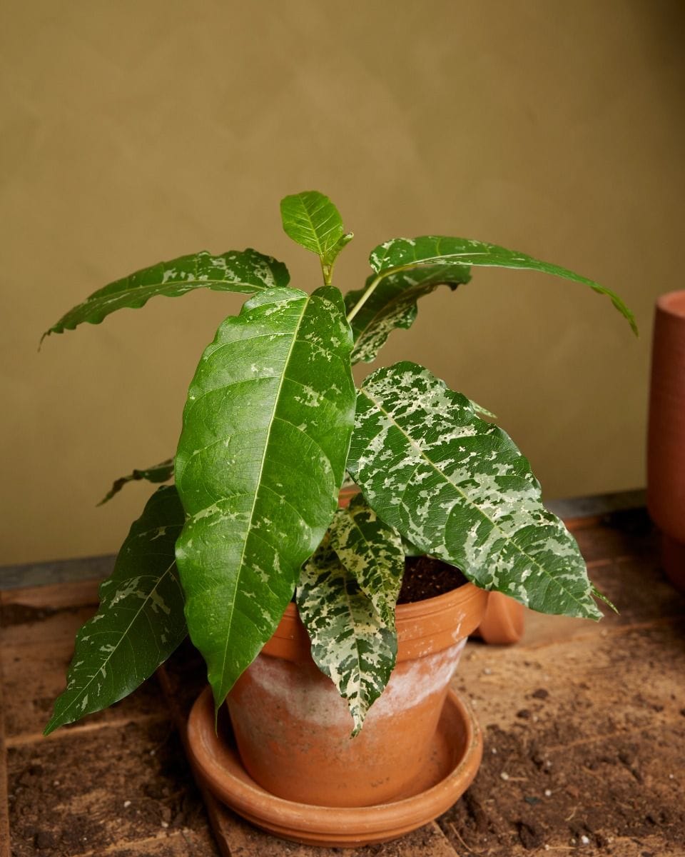Ficus Snowstorm