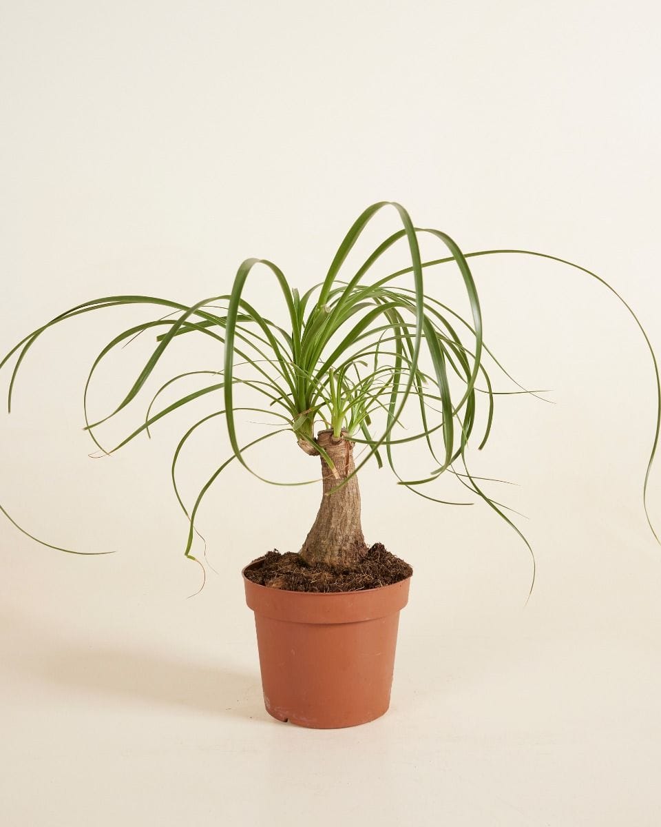 Beaucarnea Ponytail Palm Recurvata