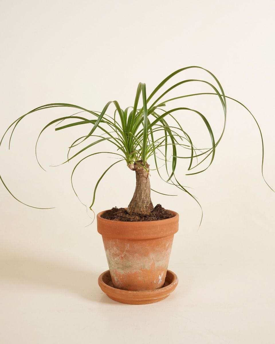 Beaucarnea Ponytail Palm Recurvata
