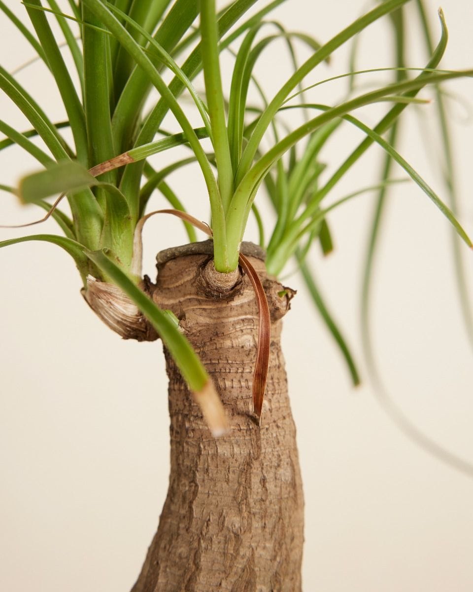 Beaucarnea Ponytail Palm Recurvata