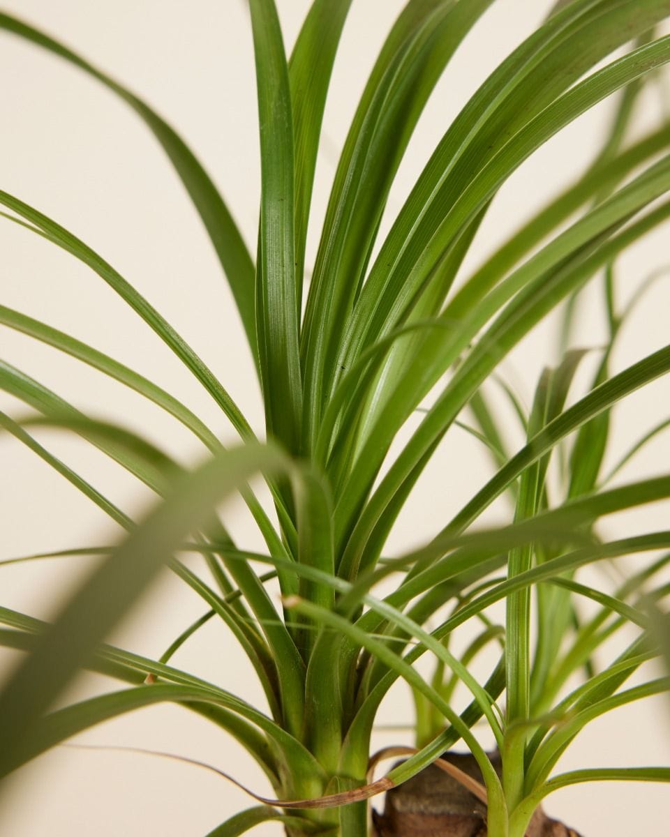 Beaucarnea Ponytail Palm Recurvata
