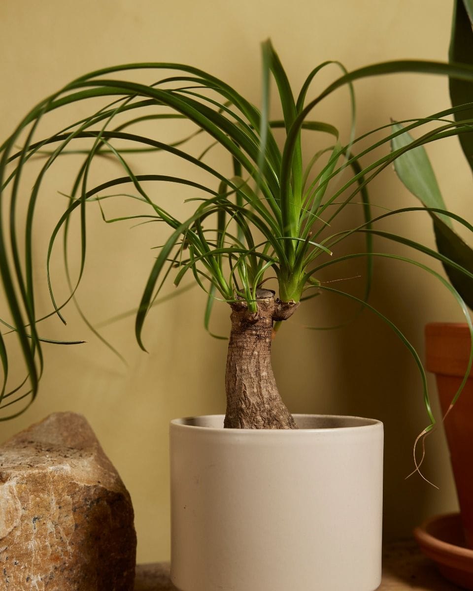 Beaucarnea Ponytail Palm Recurvata