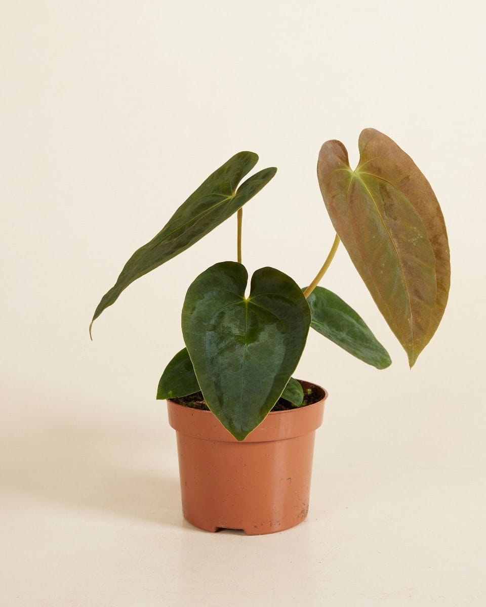 Anthurium Papillilaminum