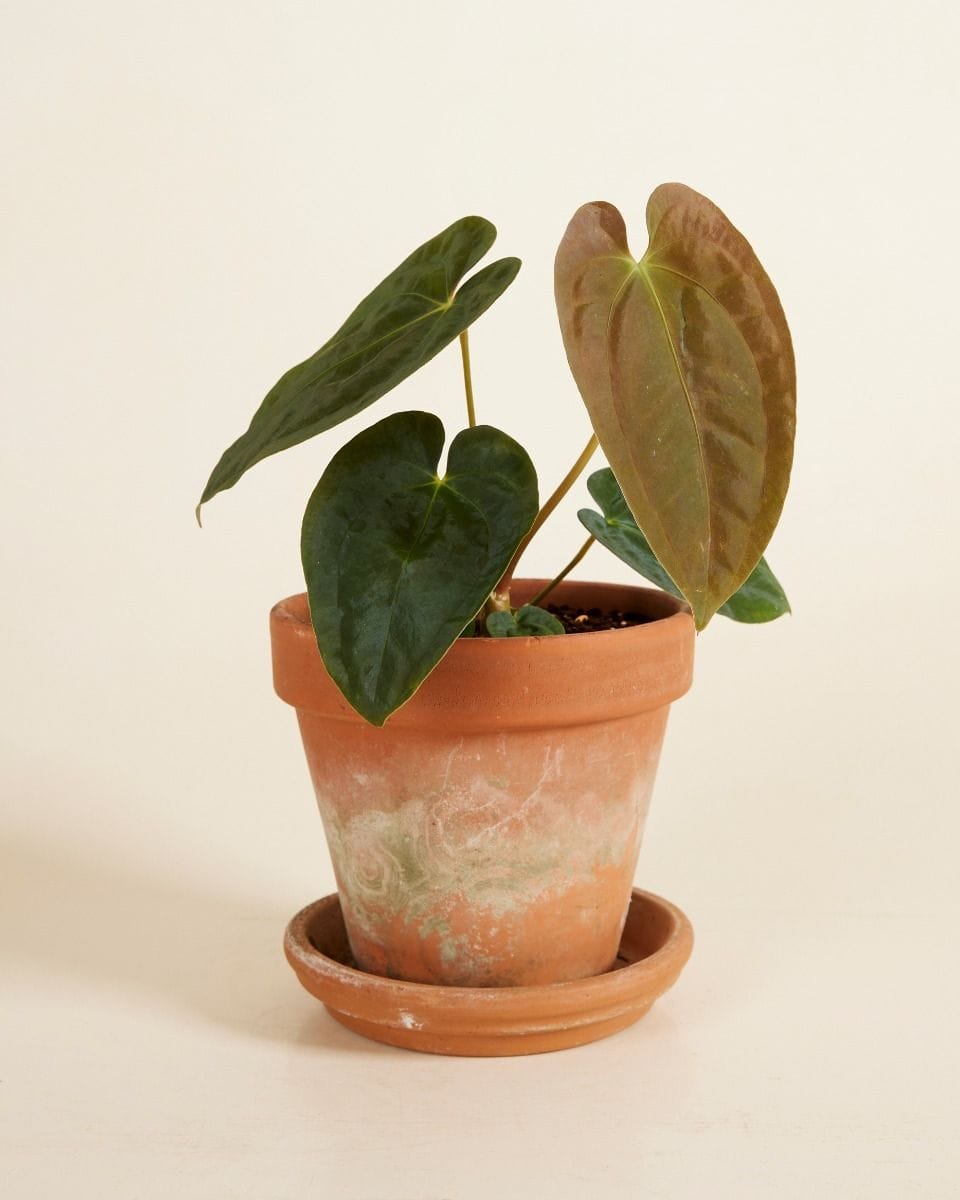 Anthurium Papillilaminum