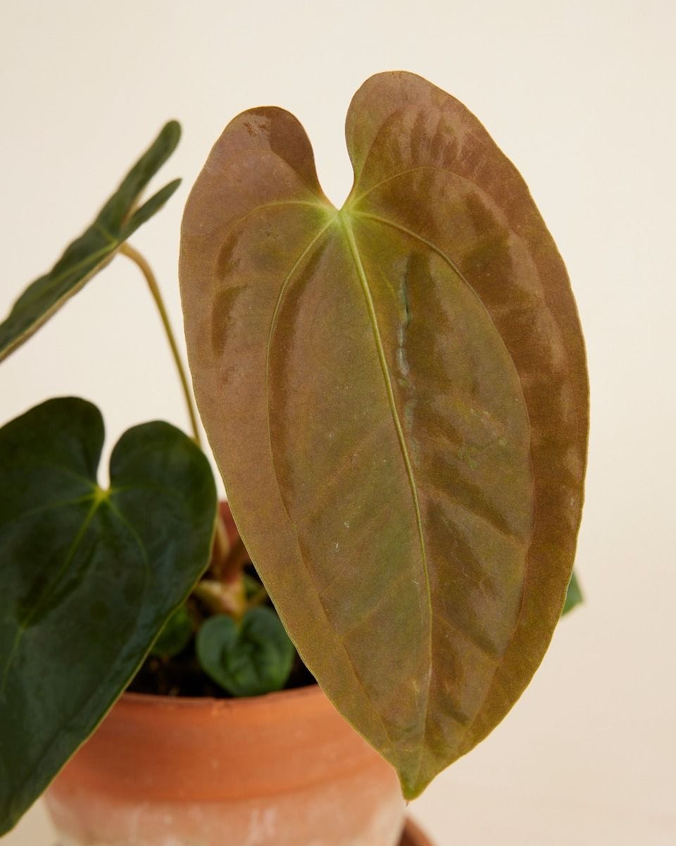 Anthurium Papillilaminum