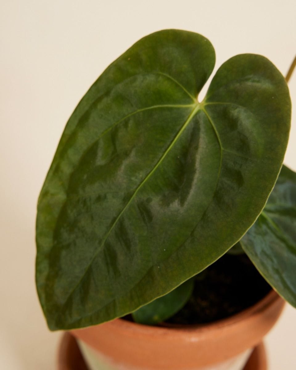 Anthurium Papillilaminum