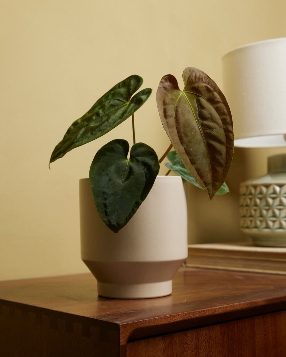 Anthurium Papillilaminum