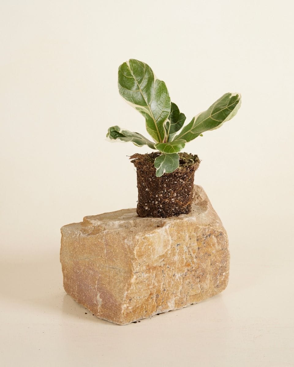 Ficus Fiddle Leaf Fig Lyrata Variegated