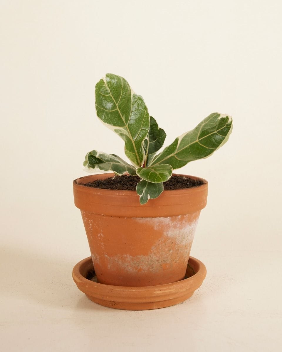 Ficus Fiddle Leaf Fig Lyrata Variegated