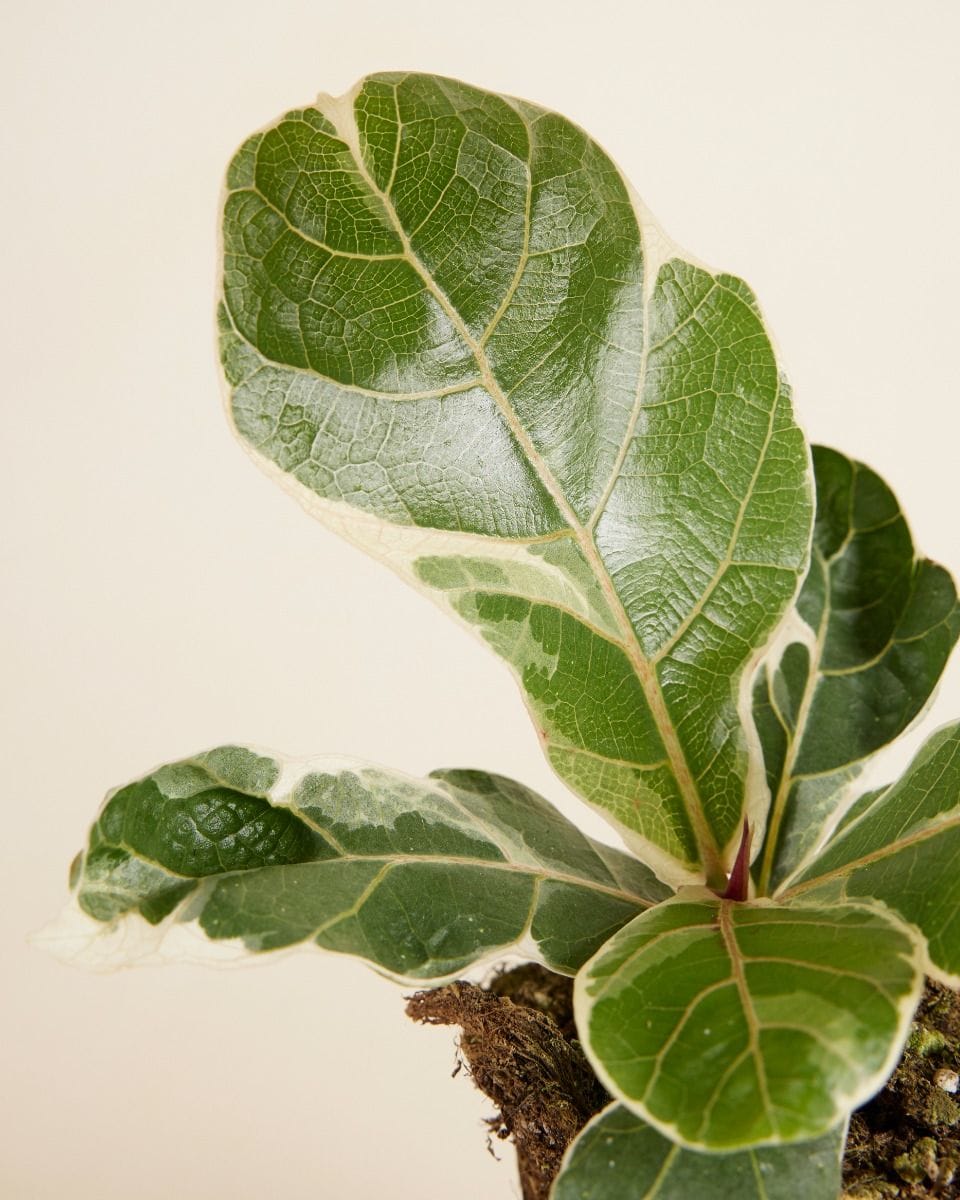 Ficus Fiddle Leaf Fig Lyrata Variegated