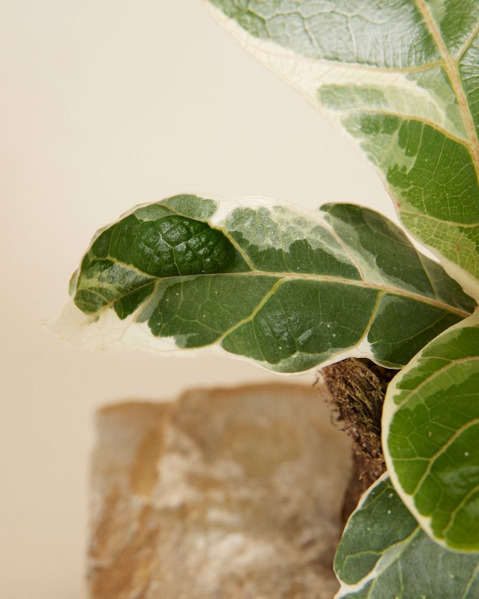Ficus Fiddle Leaf Fig Lyrata Variegated
