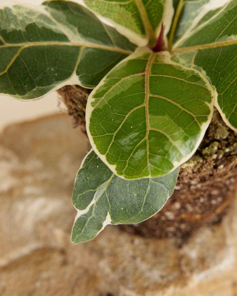Ficus Fiddle Leaf Fig Lyrata Variegated