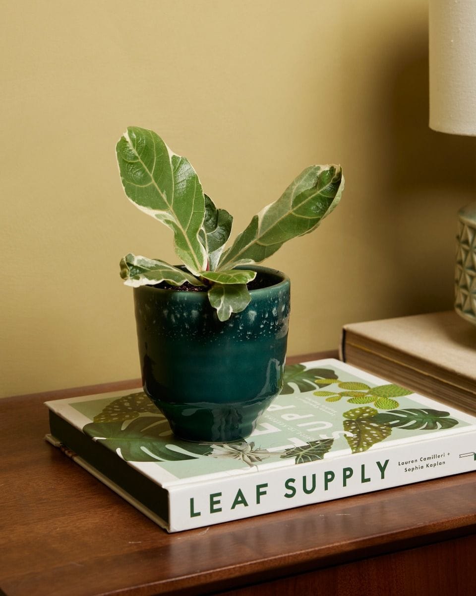 Ficus Fiddle Leaf Fig Lyrata Variegated