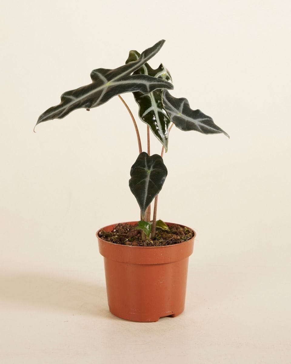 Alocasia Elephant Ears Nobilis