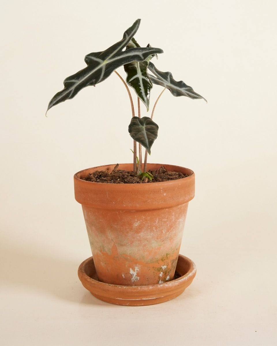 Alocasia Elephant Ears Nobilis