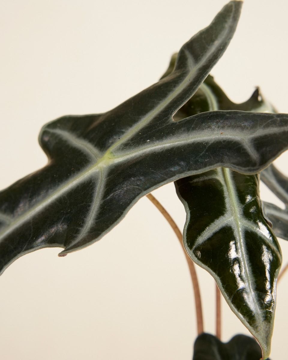 Alocasia Elephant Ears Nobilis